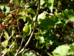 Mestra dorcas