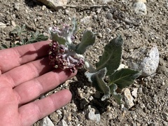 Asclepias californica
