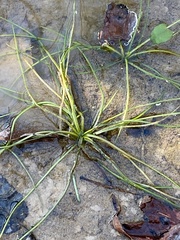 Isoetes appalachiana