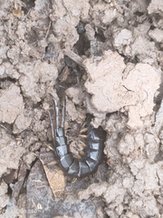 Cormocephalus
