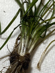 Isoetes appalachiana