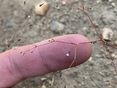 Eriogonum spergulinum