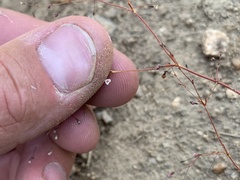 Eriogonum spergulinum