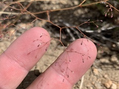 Eriogonum spergulinum