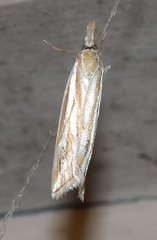 Hednota pleniferellus