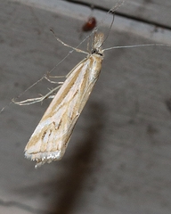Hednota pleniferellus