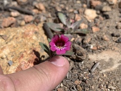 Diplacus constrictus