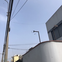 Parabuteo unicinctus