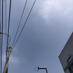 Parabuteo unicinctus