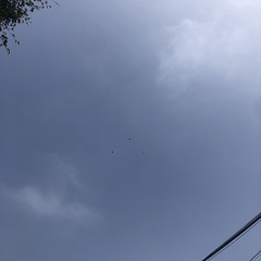 Parabuteo unicinctus