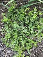 Artemisia capillaris