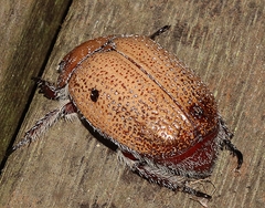 Anoplognathus velutinus