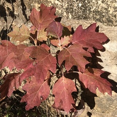 Hydrangea quercifolia