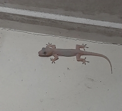 Hemidactylus mabouia