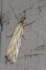 Hednota pleniferellus