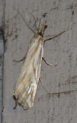 Hednota pleniferellus