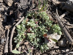 Nama californica