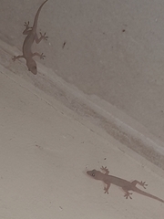 Hemidactylus mabouia