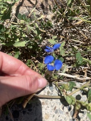 Commelina cyanea