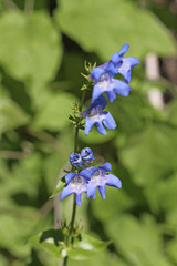 Penstemon cyananthus cyananthus