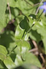 Penstemon cyananthus cyananthus