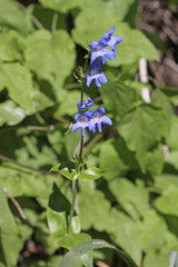 Penstemon cyananthus cyananthus