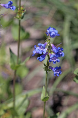 Penstemon cyananthus cyananthus