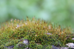 Tortula muralis muralis