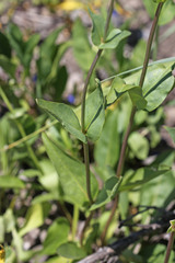 Penstemon cyananthus cyananthus