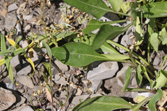 Penstemon cyananthus cyananthus