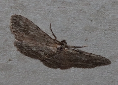 Phelotis cognata
