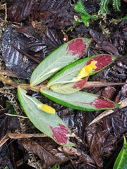 Columnea
