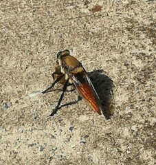Eccritosia rubriventris