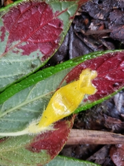 Columnea