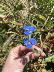Commelina cyanea
