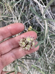 Funastrum hirtellum