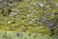 Flavoplaca