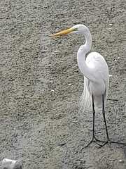 Ardea alba egretta