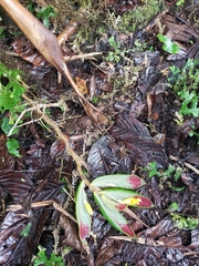 Columnea