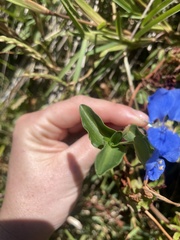 Commelina cyanea