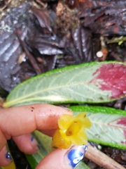 Columnea