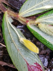 Columnea