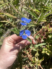 Commelina cyanea