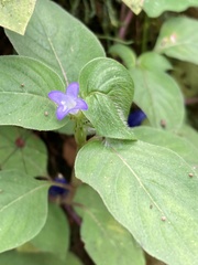 Coccocypselum lanceolatum