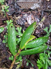 Columnea