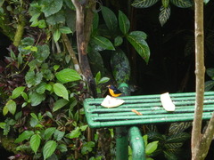 Euphonia violacea