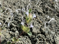 Acanthomintha obovata