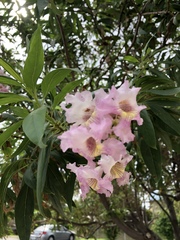× chitalpa tashkentensis
