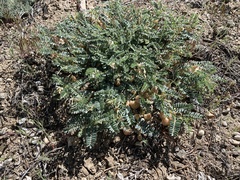 Astragalus lentiginosus