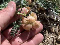 Astragalus lentiginosus
